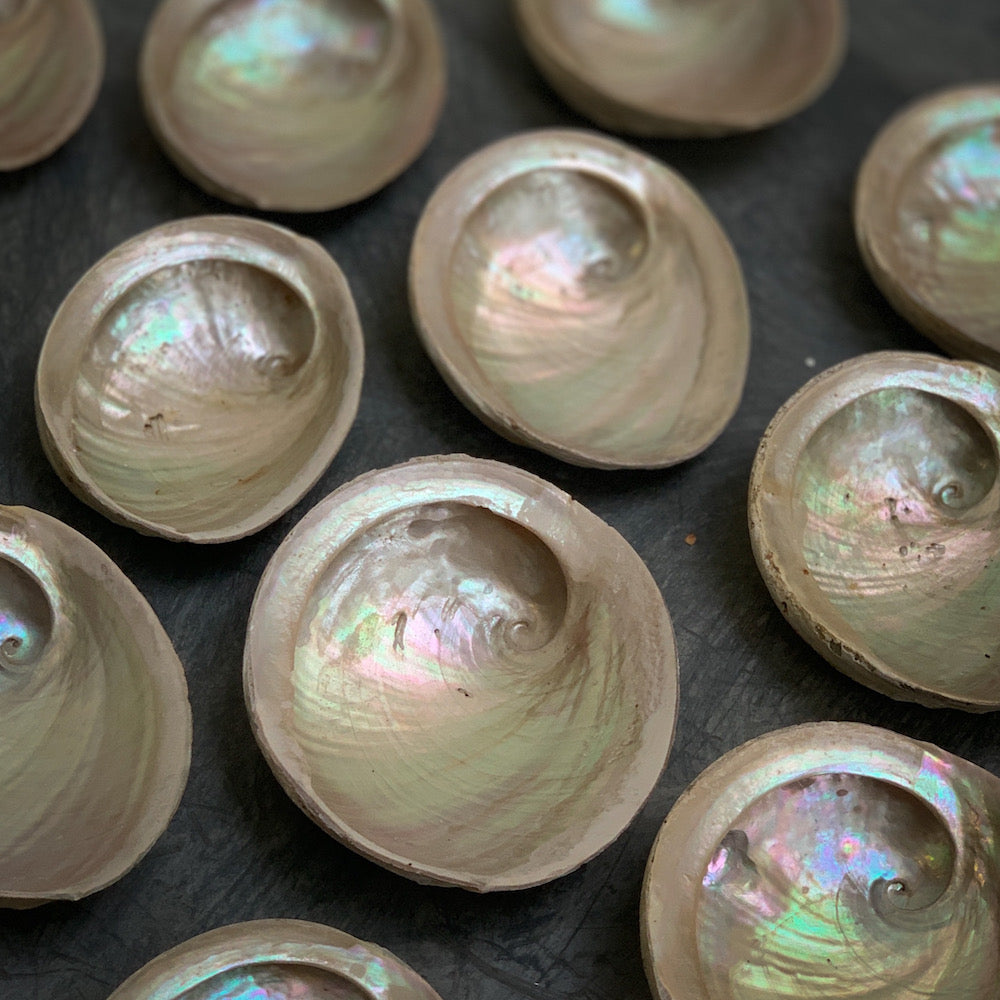 Shell smudging bowls