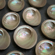 Shell smudging bowls