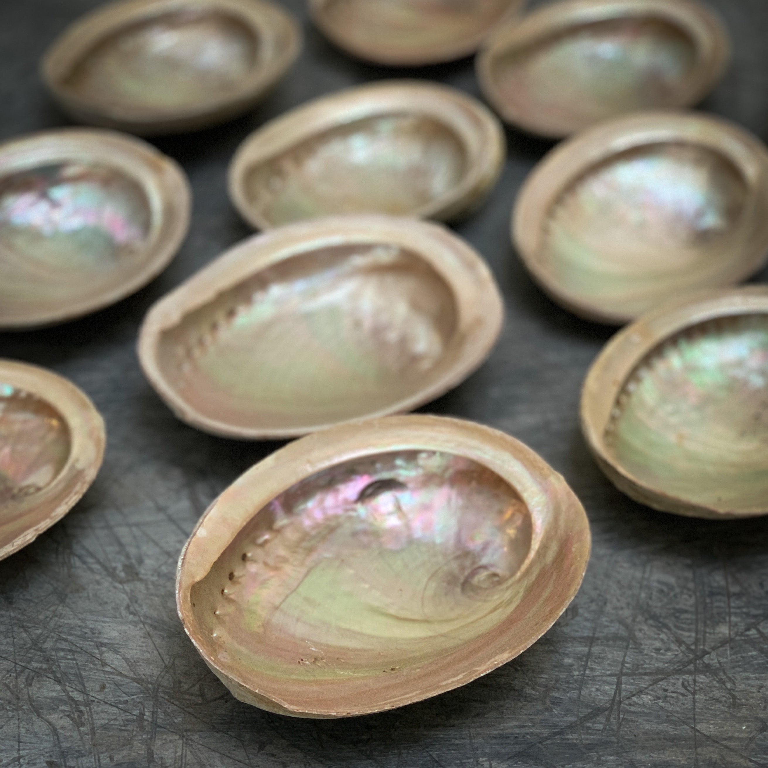 Shell smudging bowls